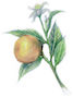 Grapefruit Extract