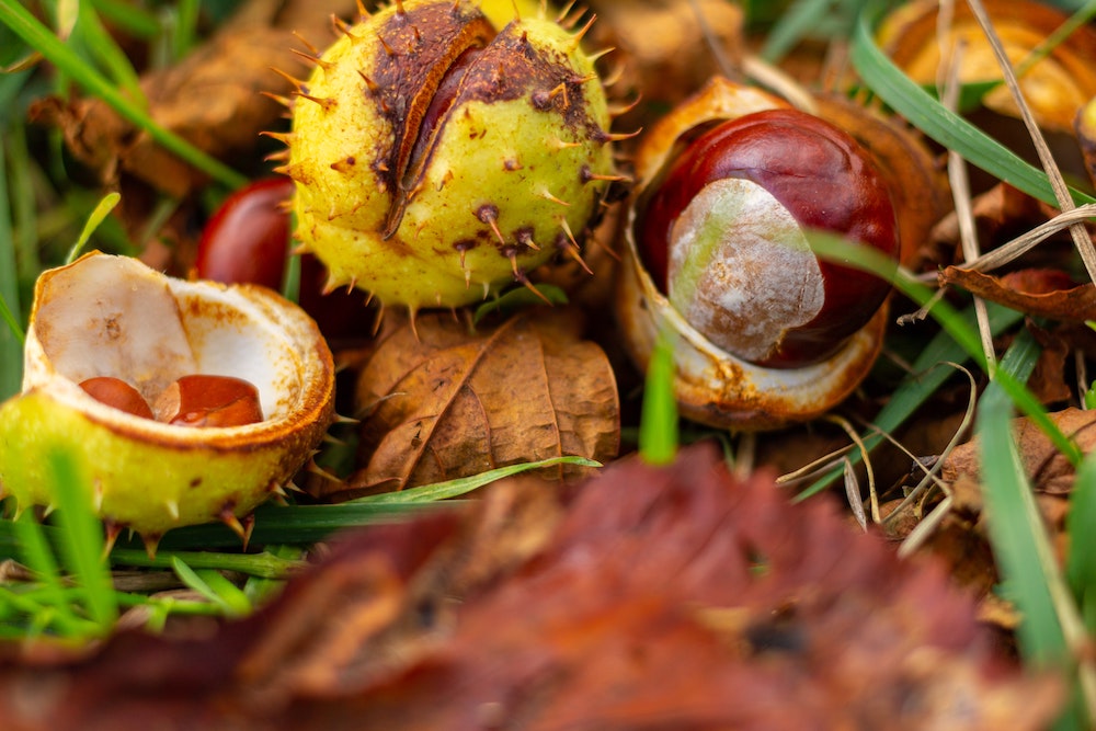 Perché il nome di balsamo del cavallo®