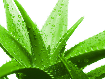 Aloe vera - miracolo della natura