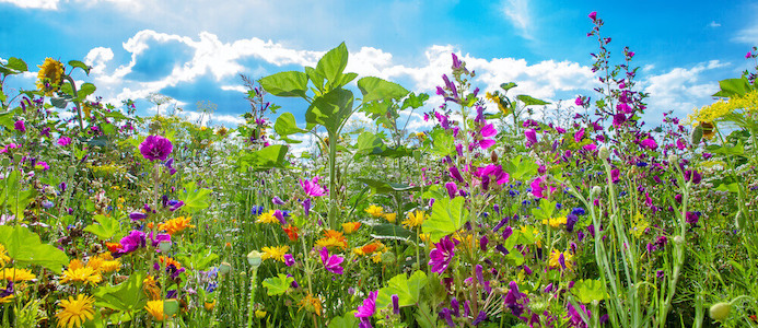 The Horse balsam herbs